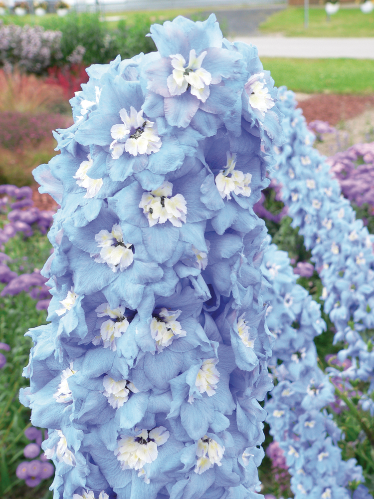 image Delphinium Magic Fountains blue sky White Bee (1333)